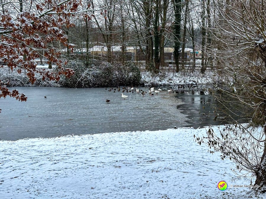 Laufen im winterlichen Heerlen an einem zugefrorenen Teich mit Enten und schneebedecktem Ufer in einer ruhigen Parklandschaft.
