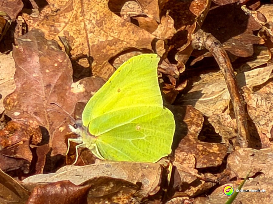 Beim Laufen in Oplagbeek entdeckt man einen gelben Schmetterling, der auf trockenen Herbstblättern sitzt.