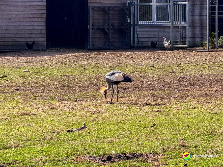 Beim Lauf in Oplagbeek zeigt sich ein farbenprächtiger Kronenkranich auf einer Wiese vor einem Gehege mit Hühnern.