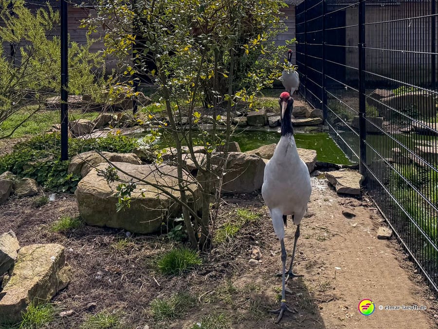Beim Laufen in Oplagbeek führt der Weg an einem eingezäunten Bereich mit zwei großen Vögeln vorbei, umgeben von Steinen und etwas Vegetation.
