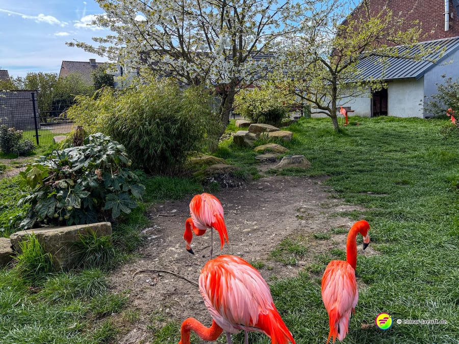 Laufen in Oplagbeek führt überraschend an einer kleinen Gruppe leuchtend roter Flamingos vorbei, eingebettet in eine grüne, leicht hügelige Gartenlandschaft mit blühenden Bäumen und Häusern im Hintergrund.