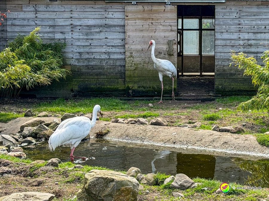 Beim Lauf in Oplagbeek entdecke ich zwei große weiße Vögel an einem kleinen Teich vor einer Holzhütte, umgeben von Grün und Steinen.