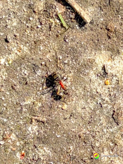 Beim Laufen auf einem staubigen Pfad in Oplagbeek kreuzt eine kleine rote Ameise den Weg.
