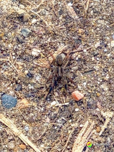 Beim Laufen auf einem erdigen Pfad in Oplagbeek entdeckt man eine gut getarnte Spinne, die fast mit dem Boden verschmilzt.