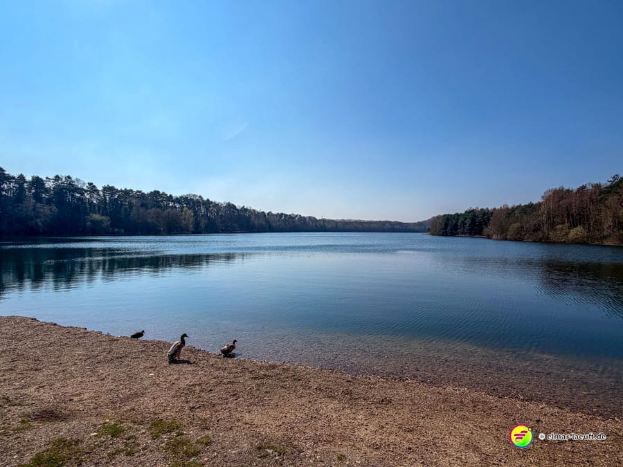 Laufen am ruhigen Ufer eines Sees in Maasmechelen mit Blick auf den bewaldeten Horizont und Enten am Kiesstrand.